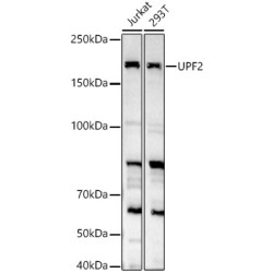UPF2 Rabbit pAb