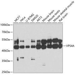 VPS4A Rabbit pAb