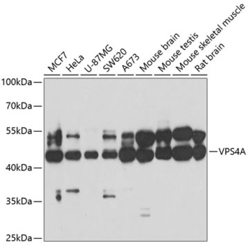 VPS4A Rabbit pAb