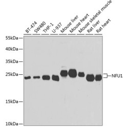 NFU1 Rabbit pAb