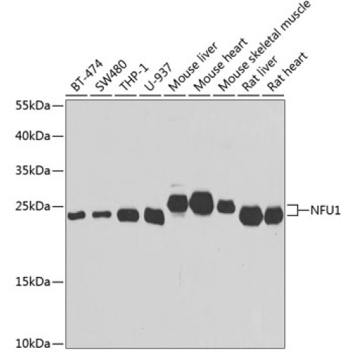 NFU1 Rabbit pAb
