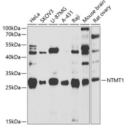 NTMT1 Rabbit pAb