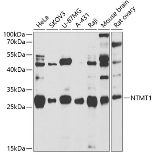 NTMT1 Rabbit pAb
