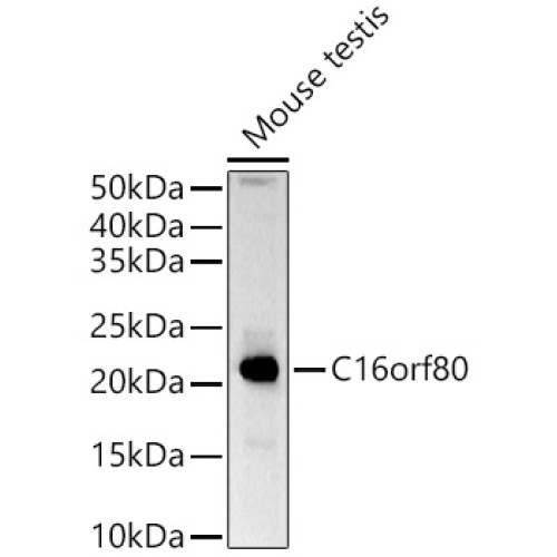 C16orf80 Rabbit pAb