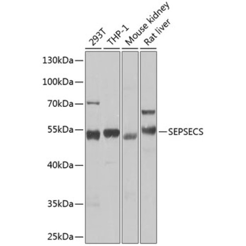 SEPSECS Rabbit pAb