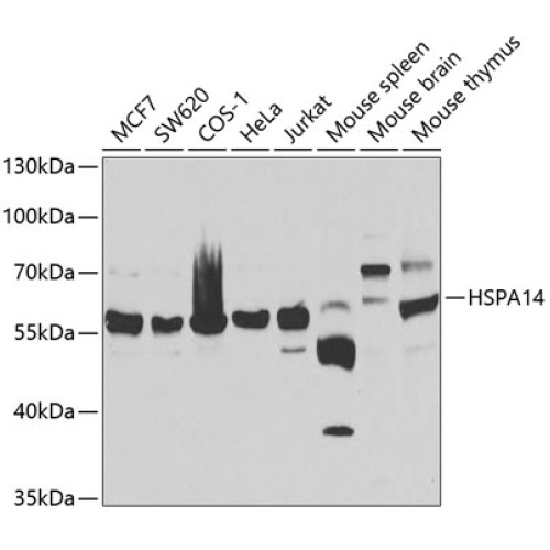 HSPA14 Rabbit pAb