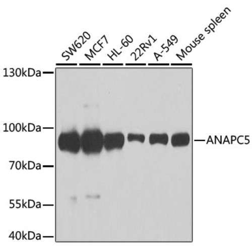 [KO Validated] ANAPC5 Rabbit pAb