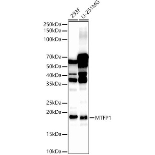 MTFP1 Rabbit pAb