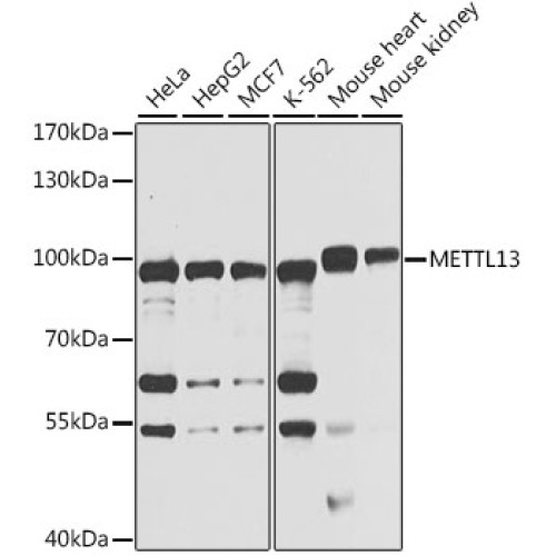 METTL13 Rabbit pAb