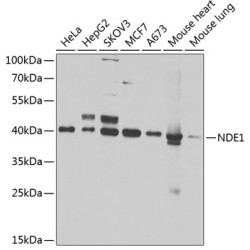 NDE1 Rabbit pAb