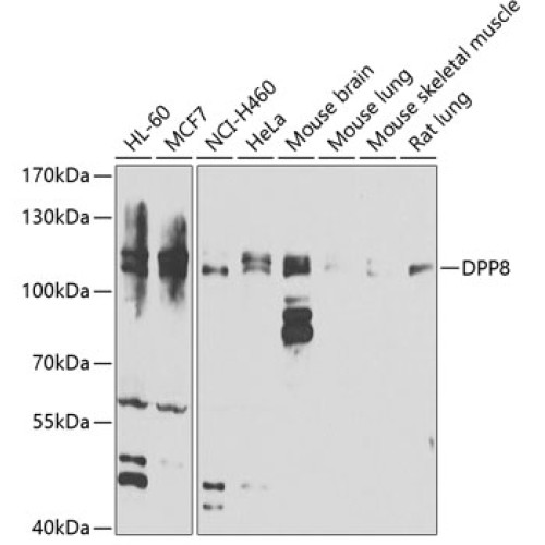 DPP8 Rabbit pAb