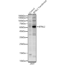 BTNL2 Rabbit pAb