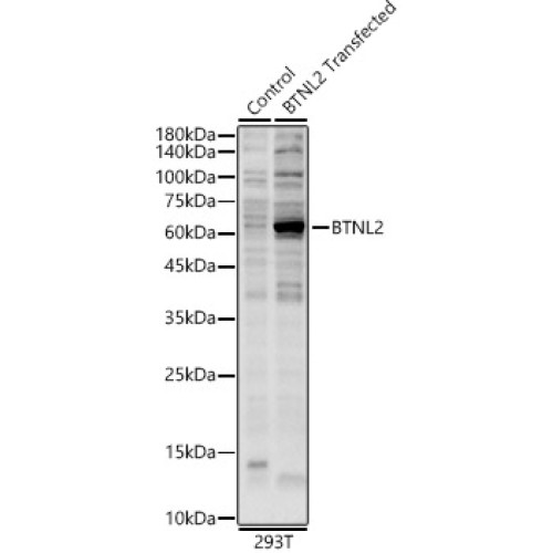 BTNL2 Rabbit pAb
