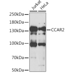 CCAR2 Rabbit pAb