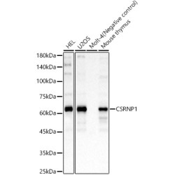CSRNP1 Rabbit pAb