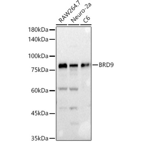 BRD9 Rabbit pAb