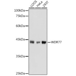 WDR77 Rabbit pAb