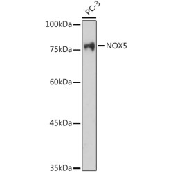 NOX5 Rabbit pAb