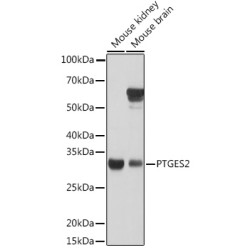 PTGES2 Rabbit pAb