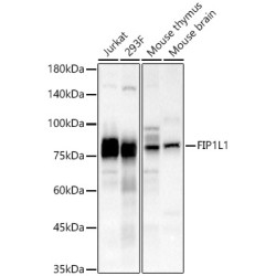 FIP1L1 Rabbit pAb