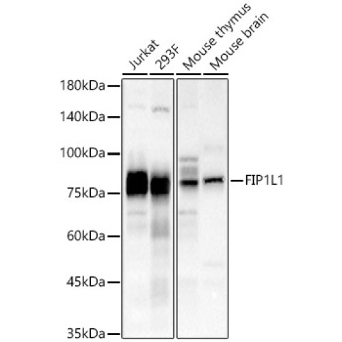 FIP1L1 Rabbit pAb