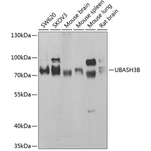 UBASH3B Rabbit pAb