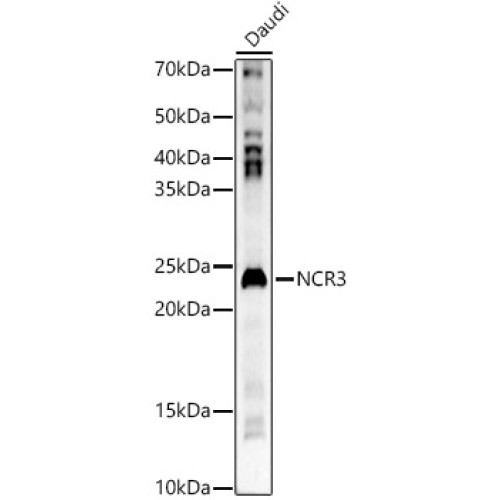 NCR3 Rabbit pAb