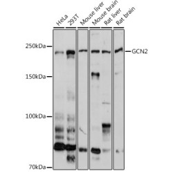 GCN2 Rabbit pAb