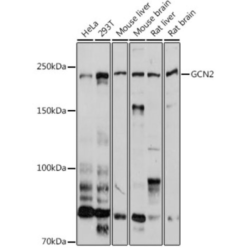 GCN2 Rabbit pAb