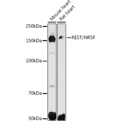 REST/NRSF Rabbit pAb