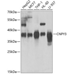 CNPY3 Rabbit pAb