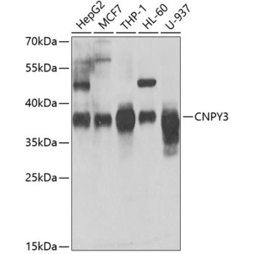 CNPY3 Rabbit pAb
