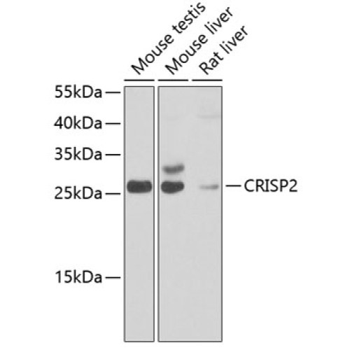 CRISP2 Rabbit pAb
