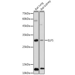 ELF5 Rabbit pAb
