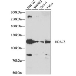 HDAC5 Rabbit pAb