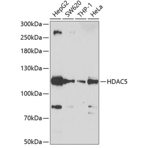 HDAC5 Rabbit pAb
