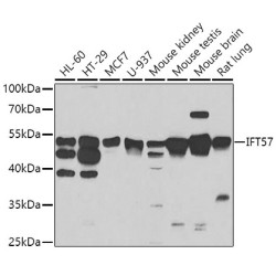 IFT57 Rabbit pAb