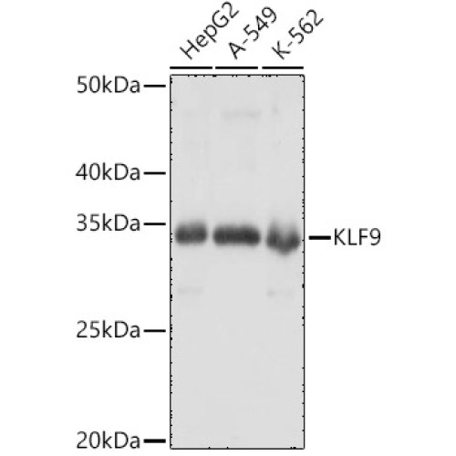 KLF9 Rabbit pAb