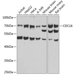 CDC16 Rabbit pAb