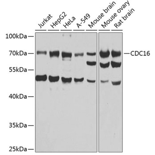 CDC16 Rabbit pAb