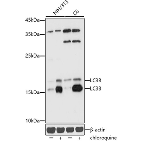 [KD Validated] LC3B Rabbit pAb