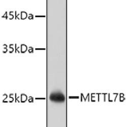 METTL7B Rabbit pAb