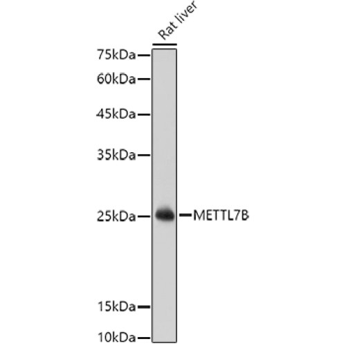 METTL7B Rabbit pAb