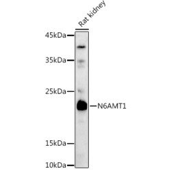 N6AMT1/HEMK2 Rabbit pAb