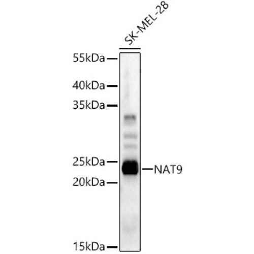NAT9 Rabbit pAb