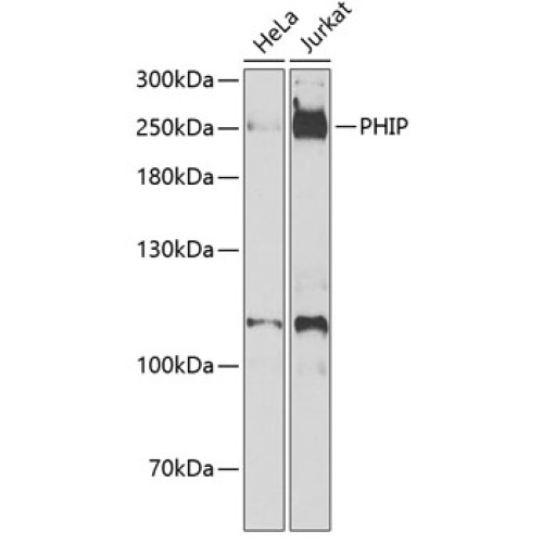 PHIP Rabbit pAb