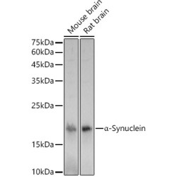 α-Synuclein Rabbit pAb