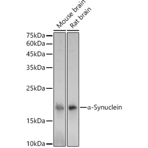 α-Synuclein Rabbit pAb