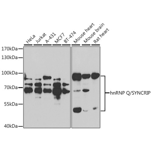 hnRNP Q/SYNCRIP Rabbit pAb