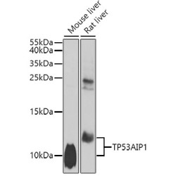 TP53AIP1 Rabbit pAb